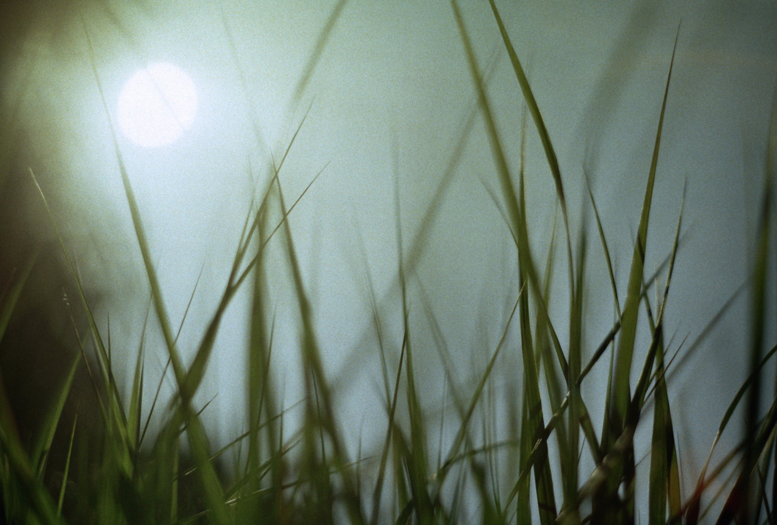 Tall grass lit by a bright sun flare